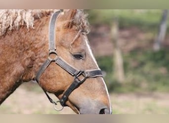 Caballo ""Curly"", Semental, 10 años, 152 cm, Alazán-tostado