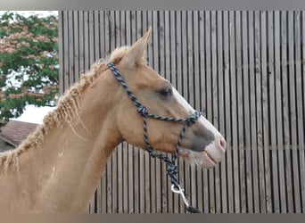 Caballo ""Curly"", Semental, 1 año, 145 cm, Overo-todas las-capas