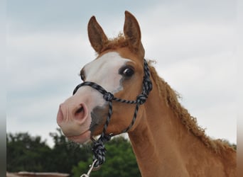 Caballo ""Curly"", Semental, 1 año, 145 cm, Overo-todas las-capas