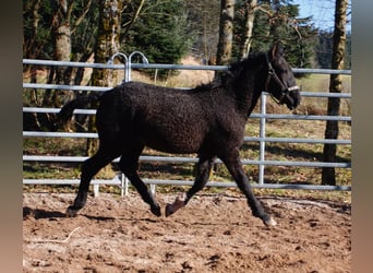 Caballo ""Curly"", Semental, 1 año, 155 cm, Negro