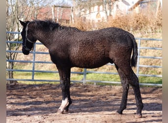 Caballo ""Curly"", Semental, 1 año, 155 cm, Negro