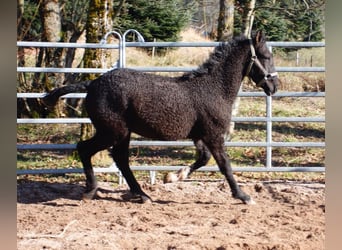 Caballo ""Curly"", Semental, 1 año, 155 cm, Negro