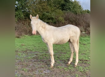 Caballo ""Curly"", Semental, 1 año, 155 cm, Perlino