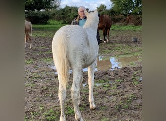 Caballo ""Curly"", Semental, 1 año, 155 cm, Perlino