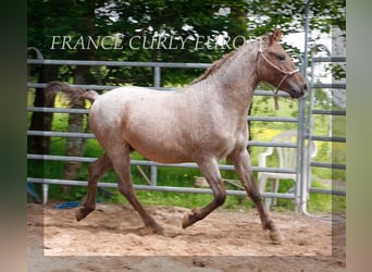 Caballo ""Curly"", Semental, 2 años, 130 cm