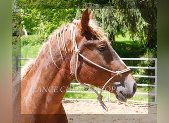 Caballo ""Curly"", Semental, 2 años, 150 cm, Alazán-tostado