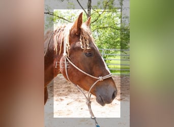 Caballo ""Curly"", Semental, 2 años, 150 cm, Alazán-tostado