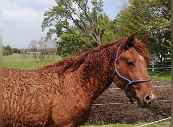 Caballo ""Curly"", Semental, 2 años, 152 cm, Alazán-tostado