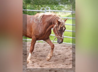 Caballo ""Curly"", Semental, 3 años, 150 cm, Alazán-tostado