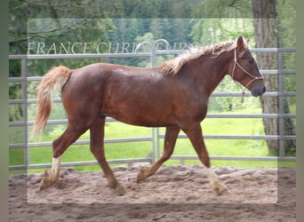 Caballo ""Curly"", Semental, 3 años, 150 cm, Alazán-tostado