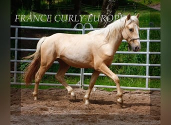 Caballo ""Curly"", Semental, 3 años, 150 cm, Palomino