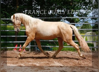 Caballo ""Curly"", Semental, 3 años, 150 cm, Palomino