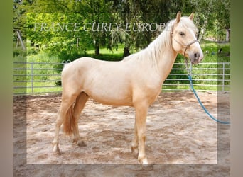 Caballo ""Curly"", Semental, 3 años, 150 cm, Palomino