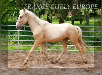 Caballo ""Curly"", Semental, 3 años, 150 cm, Palomino