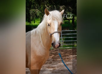 Caballo ""Curly"", Semental, 3 años, 150 cm, Palomino