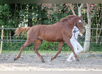 Caballo ""Curly"", Semental, 3 años, 155 cm, Alazán rojizo