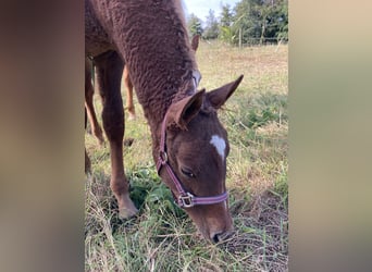 Caballo ""Curly"", Semental, 3 años, 155 cm, Alazán rojizo