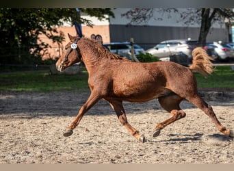 Caballo ""Curly"", Semental, 3 años, 155 cm, Alazán rojizo