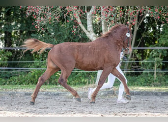 Caballo ""Curly"", Semental, 3 años, 155 cm, Alazán rojizo