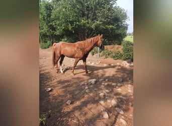 Caballo ""Curly"", Semental, 5 años, 150 cm, Alazán