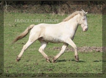 Caballo ""Curly"", Semental, 7 años, 160 cm, Buckskin/Bayo