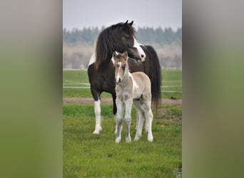 Caballo ""Curly"", Semental, Potro (01/2023), 140 cm, Bayo