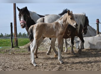 Caballo ""Curly"", Semental, Potro (01/2023), 140 cm, Bayo