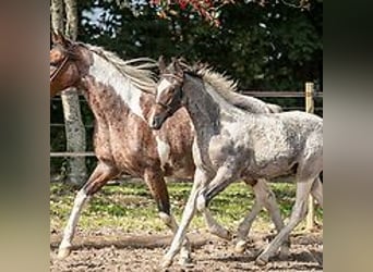 Caballo ""Curly"", Semental, Potro (06/2024), 150 cm, Ruano azulado