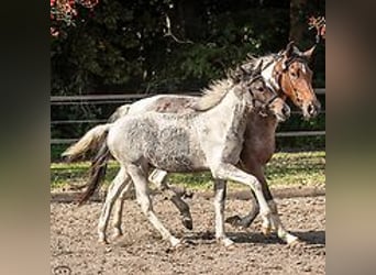 Caballo ""Curly"", Semental, Potro (06/2024), 150 cm, Ruano azulado