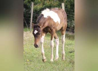 Caballo ""Curly"", Semental, Potro (05/2023), 155 cm, Castaño rojizo