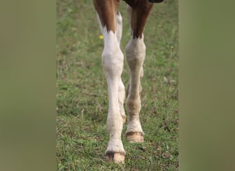 Caballo ""Curly"", Semental, Potro (05/2023), 155 cm, Castaño rojizo