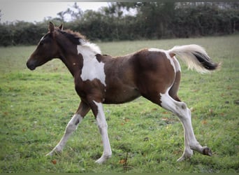 Caballo ""Curly"", Semental, Potro (05/2023), 155 cm, Castaño rojizo