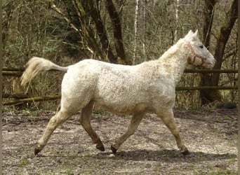 Caballo ""Curly"", Yegua, 15 años, 148 cm, Tordo