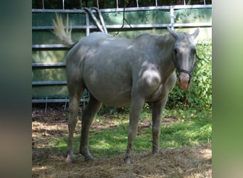 Caballo ""Curly"", Yegua, 15 años, 148 cm, Tordo