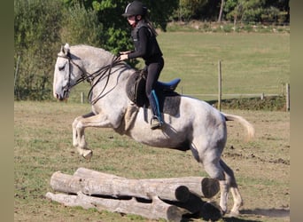 Caballo ""Curly"", Yegua, 15 años, 148 cm, Tordo