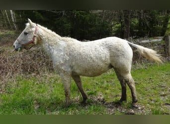 Caballo ""Curly"", Yegua, 15 años, 148 cm, Tordo