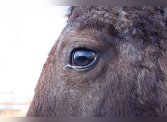 Caballo ""Curly"", Yegua, 1 año, 130 cm, Ruano alazán