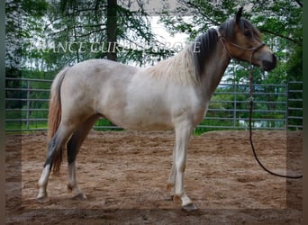 Caballo ""Curly"", Yegua, 1 año, 130 cm, Ruano azulado