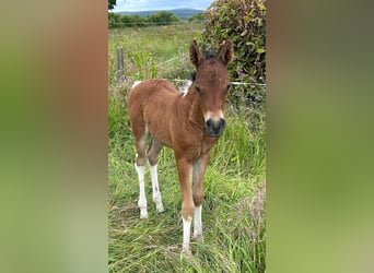 Caballo ""Curly"", Yegua, 1 año, 150 cm, Castaño rojizo