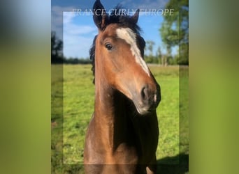 Caballo ""Curly"", Yegua, 1 año, 160 cm