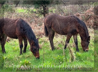 Caballo ""Curly"", Yegua, 1 año, 160 cm