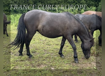 Caballo ""Curly"" Mestizo, Yegua, 2 años, 115 cm