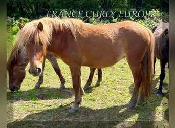 Caballo ""Curly"", Yegua, 2 años, 120 cm, Castaño-ruano