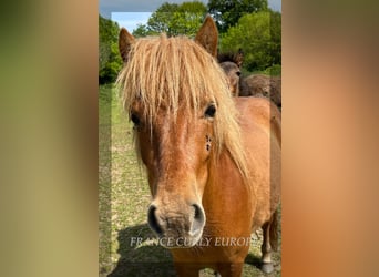 Caballo ""Curly"", Yegua, 2 años, 120 cm, Castaño-ruano