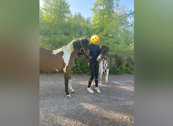 Caballo ""Curly"", Yegua, 2 años, 128 cm, Pío