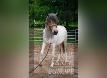 Caballo ""Curly"", Yegua, 2 años, 130 cm, Ruano azulado