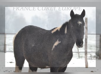 Caballo ""Curly"", Yegua, 3 años, 149 cm, Negro