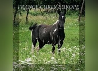 Caballo ""Curly"", Yegua, 3 años, 149 cm, Negro