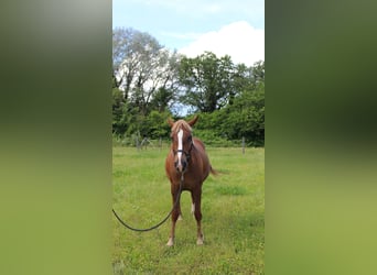 Caballo ""Curly"", Yegua, 4 años, 155 cm, Alazán-tostado