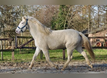 Caballo ""Curly"", Yegua, 5 años, 158 cm, Sabino